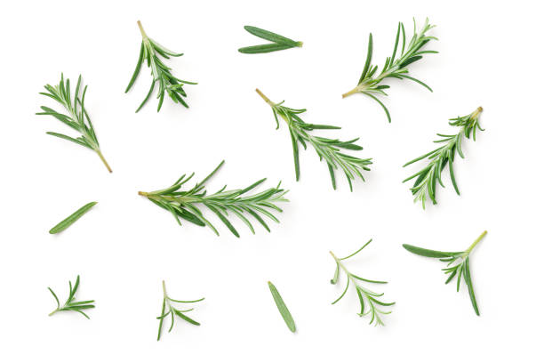 rosemary 흰색 바탕에 흰색 배경 - rosemary herb freshness twig 뉴스 사진 이미지
