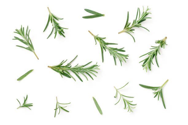 rosemary isolated on white background - herbal medicine fotos imagens e fotografias de stock