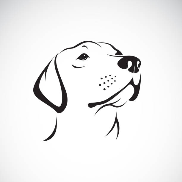 在白色的背景下，彼前動物狗頭部 （拉布拉多犬） 的向量。 - 狗 圖片 幅插畫檔、美工圖案、卡通及圖標