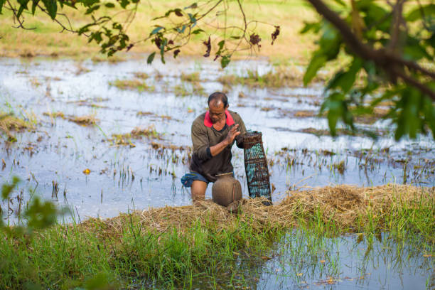 istock Thai farmers are fish trap in paddy fields. 888053120