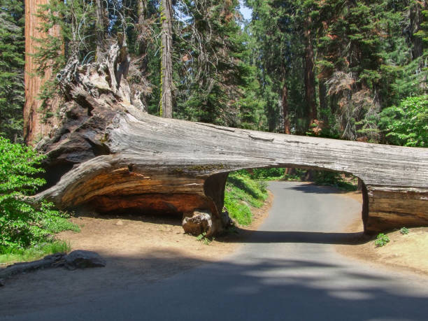 istock Tunnel tree at Sequoia National Park 888058510