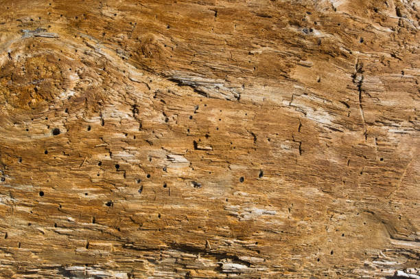 textura de madera, lavado para arriba por el mar - driftwood beach wood macro fotografías e imágenes de stock