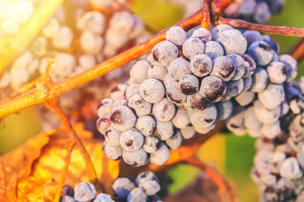 Ripe bunches of dark red grapes with frost and drops under nice light during sunrise, autumn harvesting of grapes in South Moravia, Czech Republic. Winegrowing concept