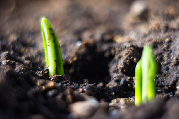 growing little green sprouts of young plants in sunlight