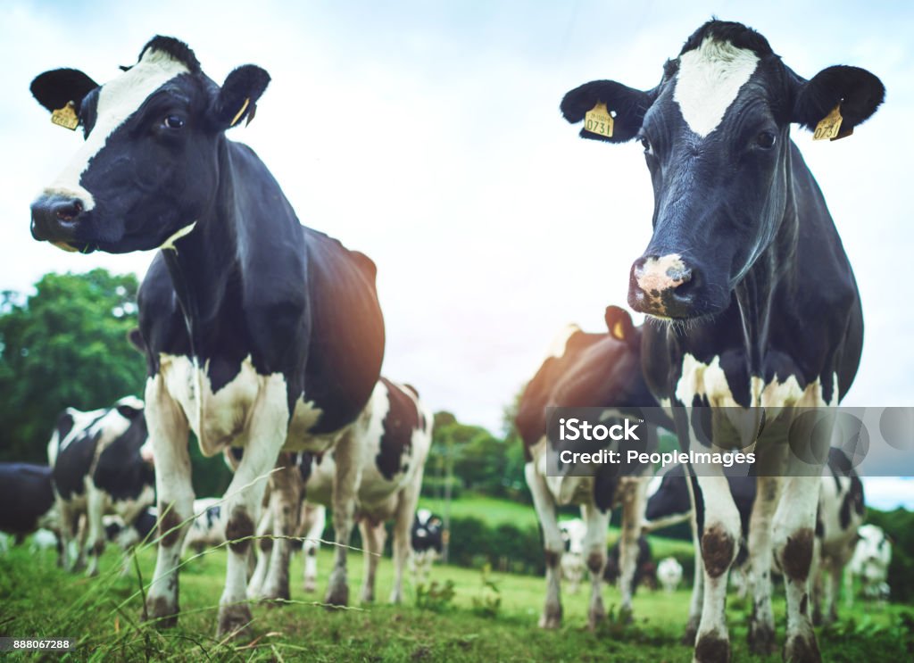 Pierwsze ich wypasu na - Zbiór zdjęć royalty-free (Irlandia) Pierwsze ich wypasu na - Zbiór zdjęć royalty-free (Irlandia)