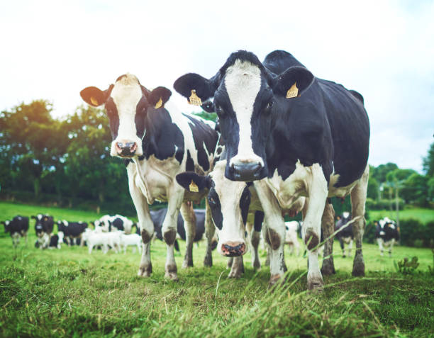 istock Gorgeous cattle like no udder 888067296