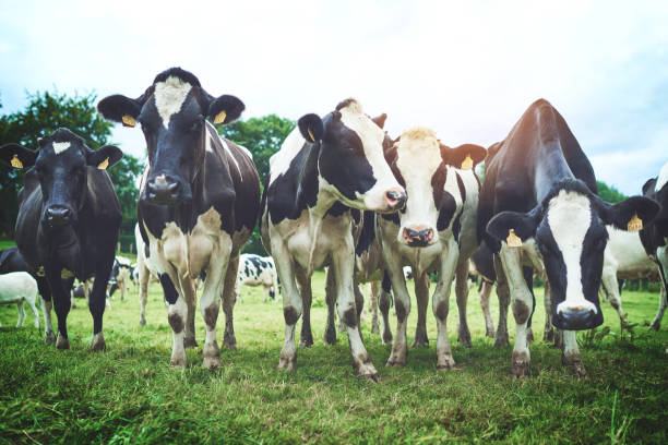 istock An udder day, an udder grazing session 888067308