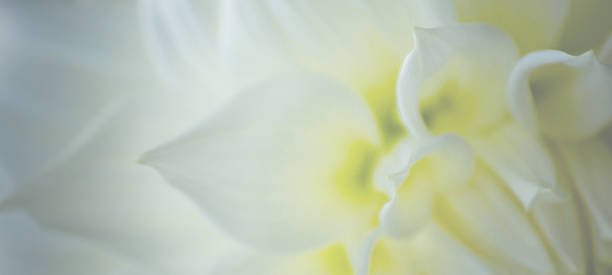 istock Dahlia in a formal garden 888067368