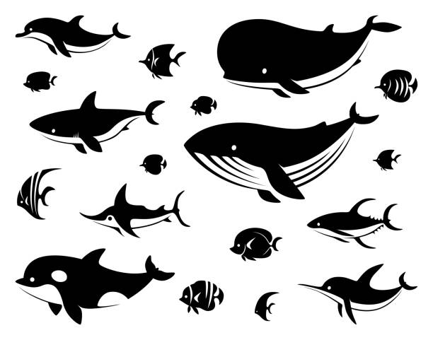 ilustrações de stock, clip art, desenhos animados e ícones de group of sea creatures silhouette - tuna fish silhouette saltwater fish