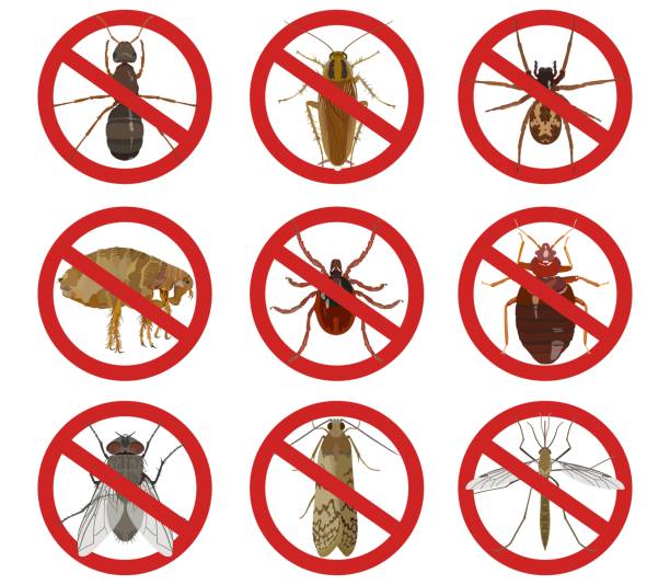 ilustrações, clipart, desenhos animados e ícones de coleção de sinais de alerta vermelho sobre insetos nocivos. ilustração vetorial - service pest insect fly