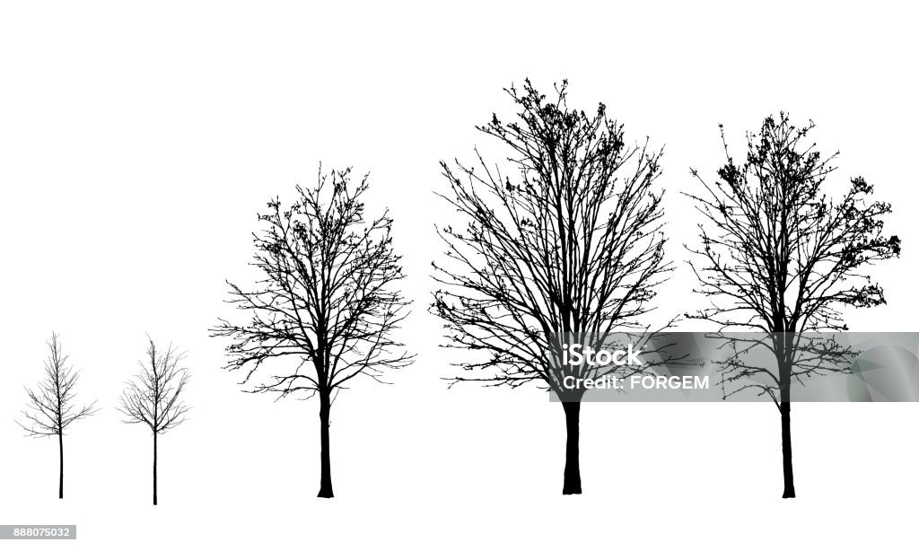 Set of vector silhouettes of trees without leaves in autumn and winter, isolated on white background Tree stock vector