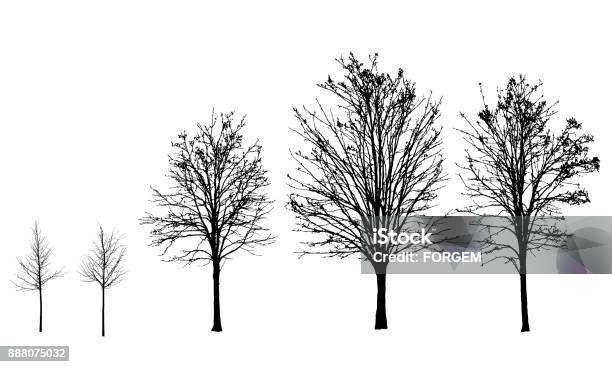 Set Of Vector Silhouettes Of Trees Without Leaves In Autumn And Winter Isolated On White Background Stock Illustration - Download Image Now