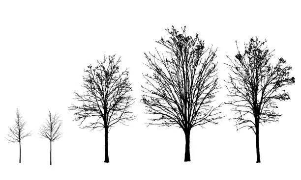 Vector illustration of Set of vector silhouettes of trees without leaves in autumn and winter, isolated on white background