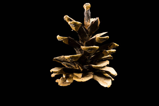istock Pine cone on dark black background christmas decoration 888078050