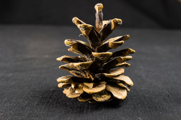 istock Pine cone on dark black background christmas decoration 888078054