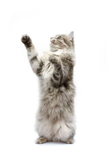 istock gray cat is on its hind legs 888084976