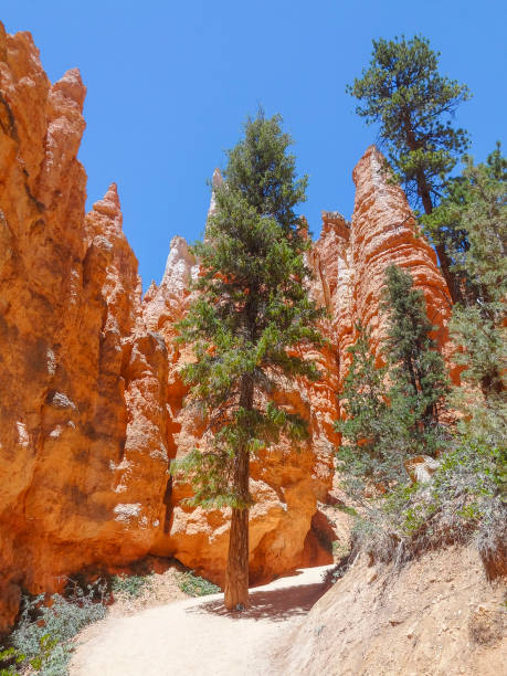 istock Bryce Canyon National Park 888089844