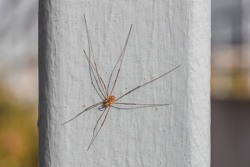 Close-up of a harvestman spider in the summer