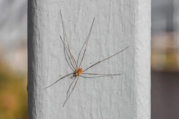Photo of Close-up of a harvestman spider in the summer
