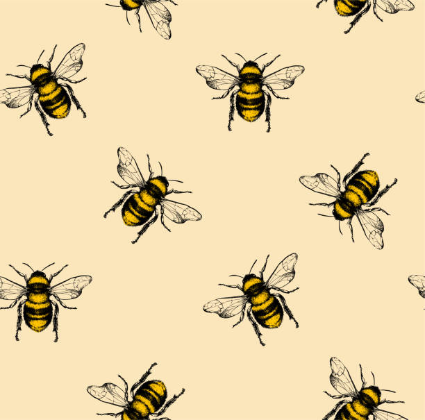 Vector pattern with honey bee. Vector seamless pattern with honey bee. Engraving style. bee stock illustrations