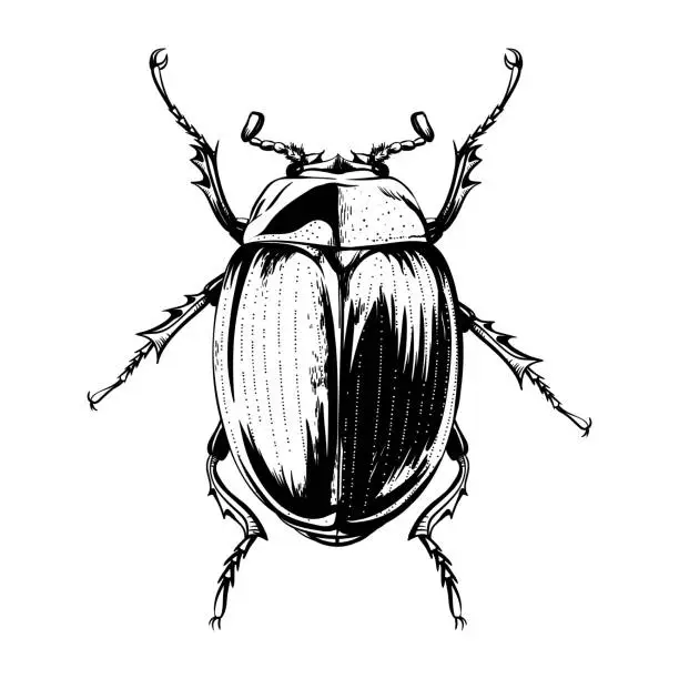 Vector illustration of Engraving beetle