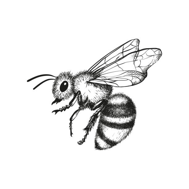 꿀 꿀벌의 조각 그림 - fly line art insect drawing stock illustrations