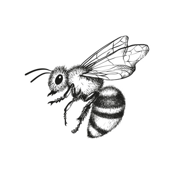 Flying Bee Vector Art Icons And Graphics For Free Download Flying Bee Vector Art Icons And Graphics For Free Download