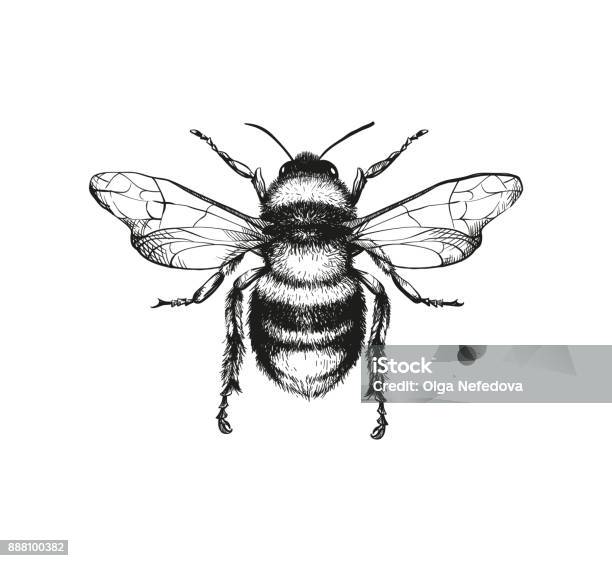 꿀 꿀벌의 조각 그림 벌에 대한 스톡 벡터 아트 및 기타 이미지 - 벌, 일러스트레이션, 판화-제작물