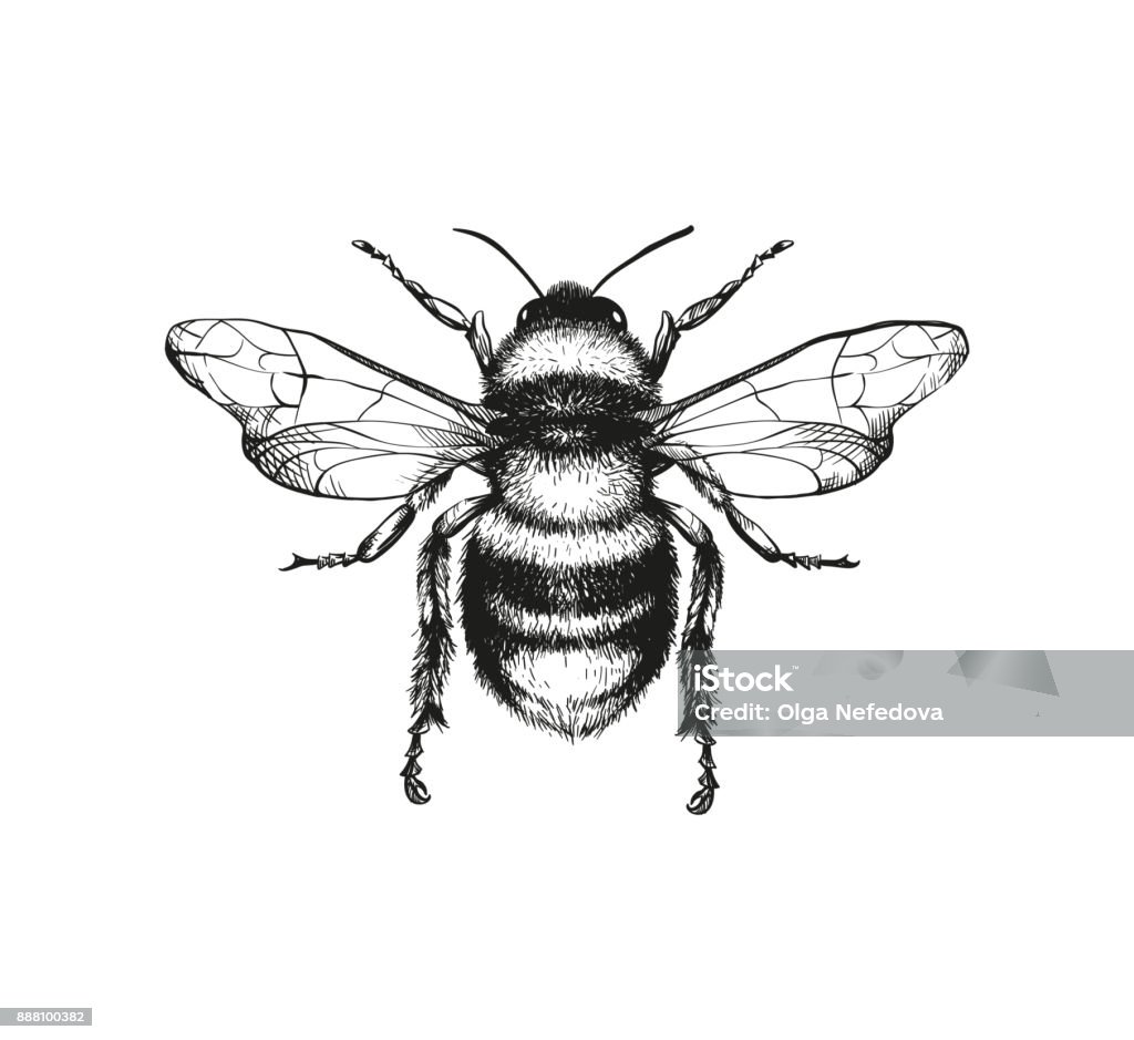 Engraving illustration of honey bee - Royalty-free Abelha arte vetorial