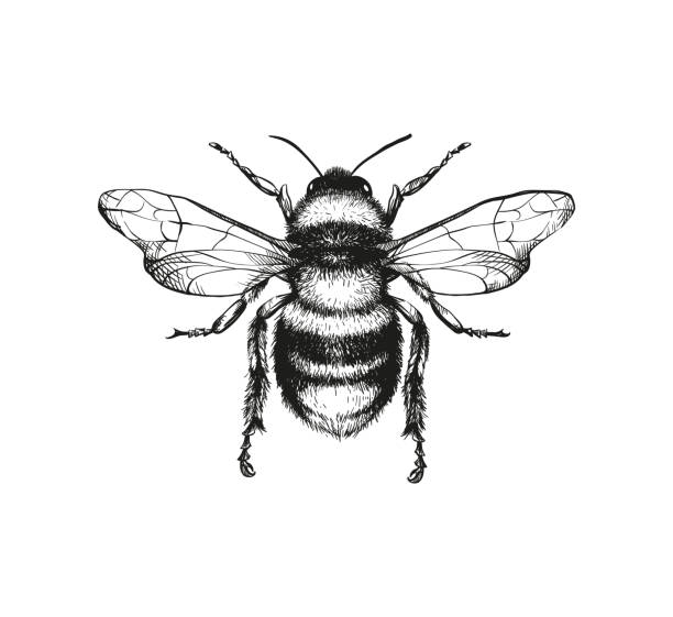 ilustrações de stock, clip art, desenhos animados e ícones de engraving illustration of honey bee - botanical illustration