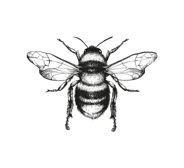Engraving illustration of honey bee Vector engraving illustration of honey bee on white background bee stock illustrations