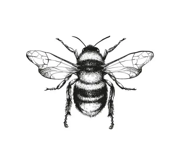 Vector illustration of Engraving illustration of honey bee