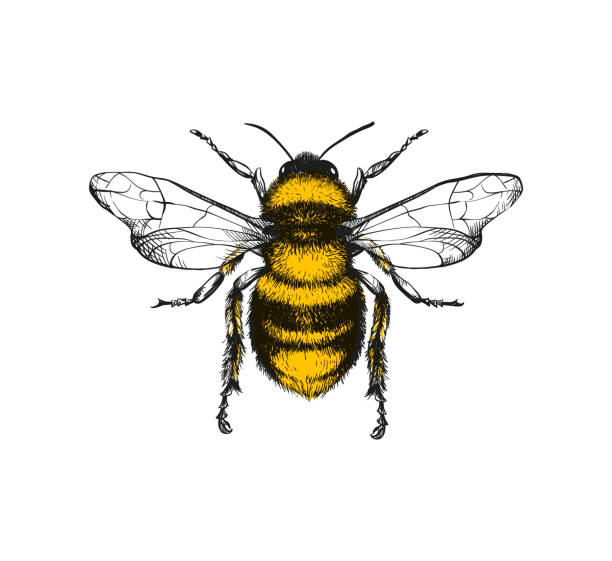 꿀 꿀벌의 조각 그림 - fly line art insect drawing stock illustrations
