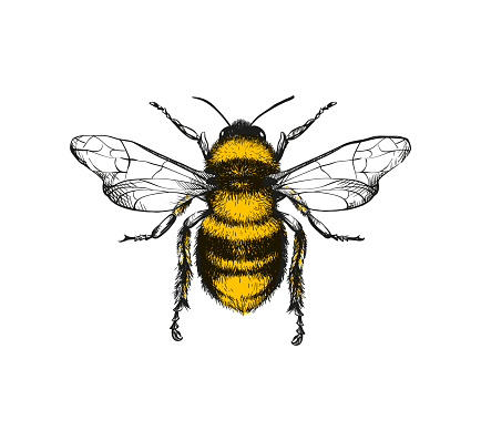 Engraving illustration of honey bee
