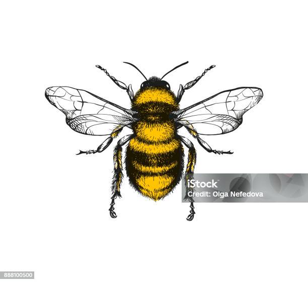 Engraving Illustration Of Honey Bee Stock Illustration - Download Image Now - Bee, Honey Bee, Retro Style