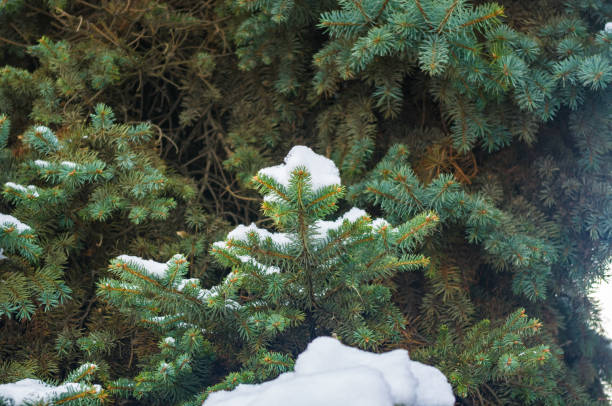 istock Green fluffy fir tree branch in the snow 888103328
