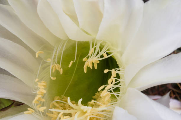 Cactus echinopsis tubiflora Cactus flowers echinopsis tubiflora, selective soft focus, black background organ pipe coral stock pictures, royalty-free photos & images