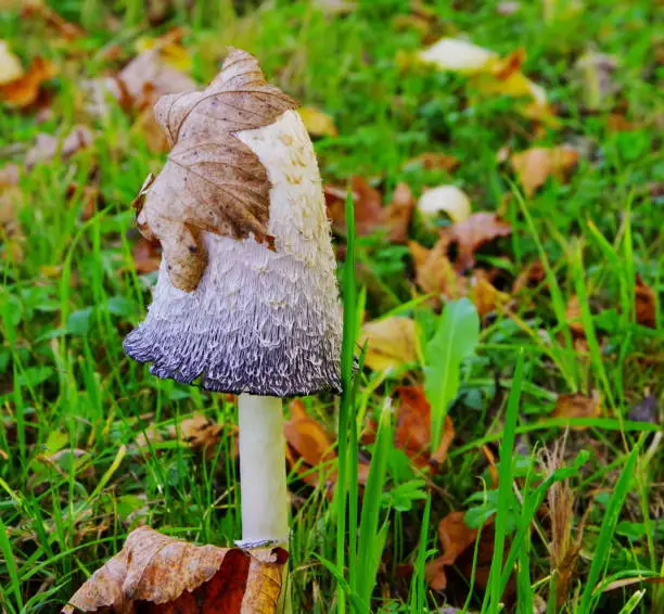 UV filter, mushroom with leaf,