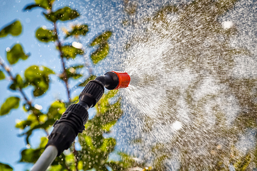 Spraying the leaves of trees against pests with chemicals.