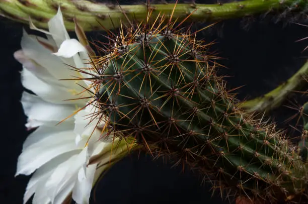 Cactus flowers echinopsis tubiflora, selective focus, black background