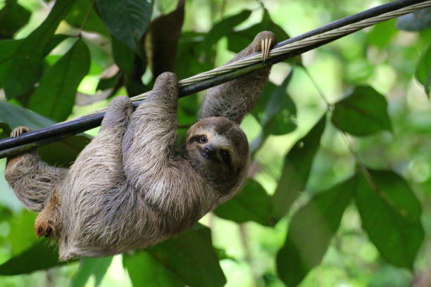 Young Sloth hanging on a cable, Costa Rica stock photo