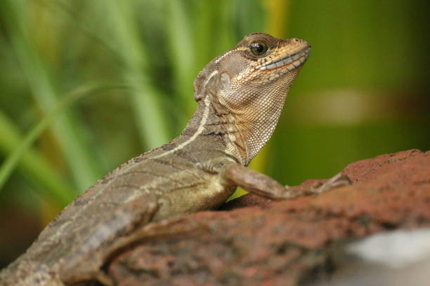 istock Basilisk lizard on rock, Costa Rica 888112746