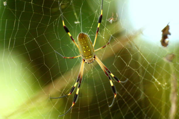istock Golden orb spider, Costa Rica 888113048