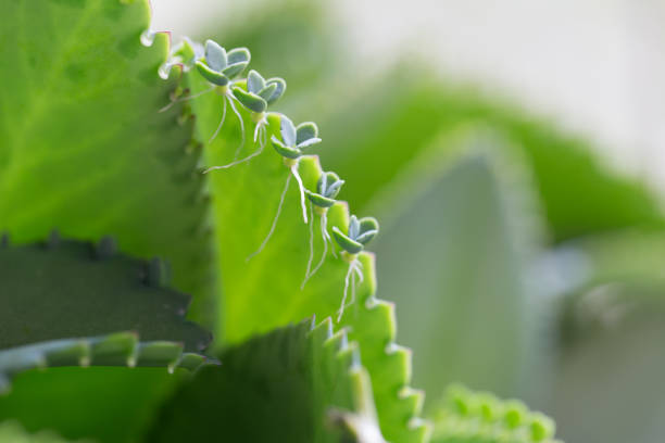 Modified leaf of Bryophyllum pinnatum for education in Laboratory.
