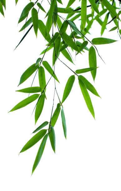 istock Bamboo leaves isolated on white background 888116646
