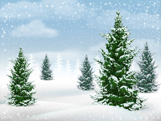 Winter landscape fir tree Winter landscape with fir trees. Frosty day in a pine forest. Vector background. deep snow stock illustrations