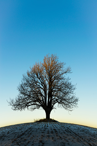 Beautiful lonely winter tree in the sunset. The blue hour