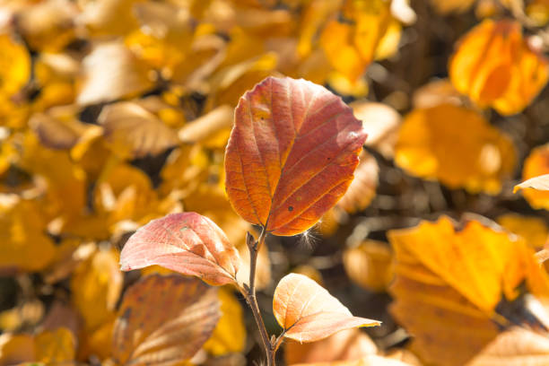 istock Golden Autumnal Leaves 888120208