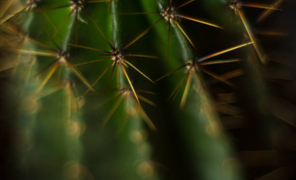 Cactus echinopsis tubiflora Cactus echinopsis tubiflora, selective soft focus, black background organ pipe coral stock pictures, royalty-free photos & images