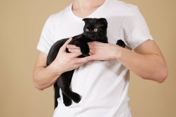 istock Young guy in a white shirt holding a black Scottish fold cat on an isolated background 888128112